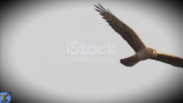 Сколько лжи за фразой "всё нормально" Музыка: ripple - Anoice смотреть онлайн