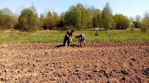 Посадили картошку и посеяли овёс.
