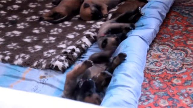 Щенки Таки и V6. 21 день смотреть онлайн