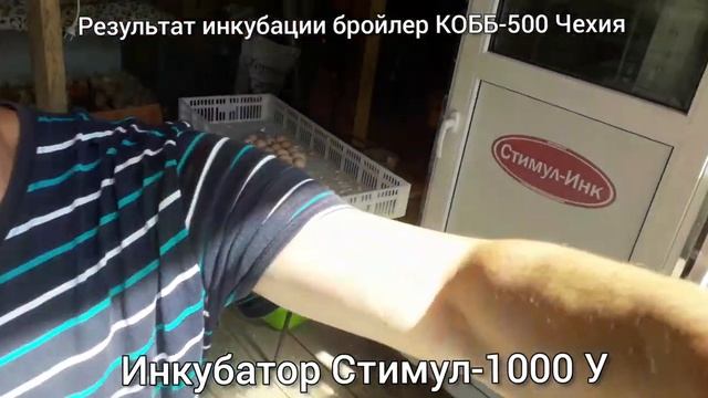 Результат инкубации бройлер КОББ-500 Чехия. Инкубатор СТИМУЛ-1000МУ. Июнь. смотреть онлайн