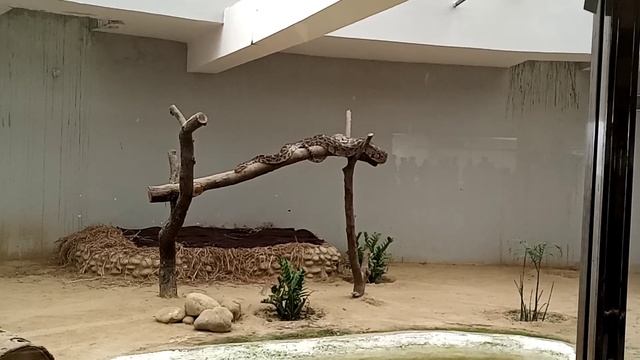 Real Python #snake #zoo смотреть онлайн