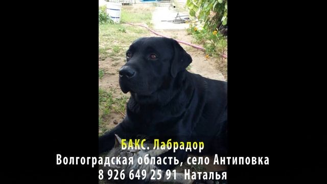Пропала собака! БАКС. Лабрадор. Волгоградская область, село Антиповка смотреть онлайн