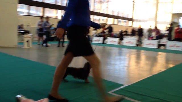 кобель промежуток Тэйс ов глори гран при смотреть онлайн