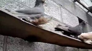 Армавирские короткоклювые голуби ст.Отрадная