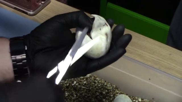 Sin Cal Serpents Opening Het Pied Python Eggs 2017 смотреть онлайн