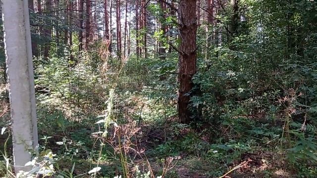 Встретил Зверя На Копе. смотреть онлайн