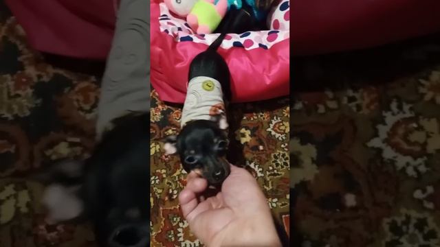 Приют БАРНАУЛ смотреть онлайн