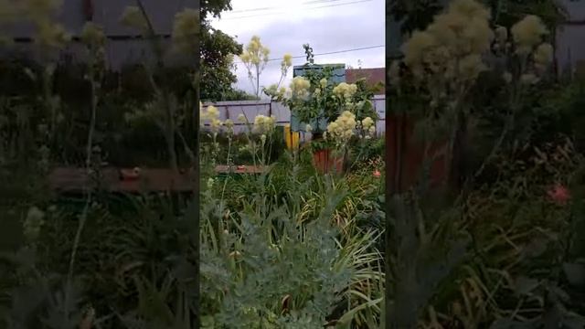 Василистник жёлтый смотреть онлайн