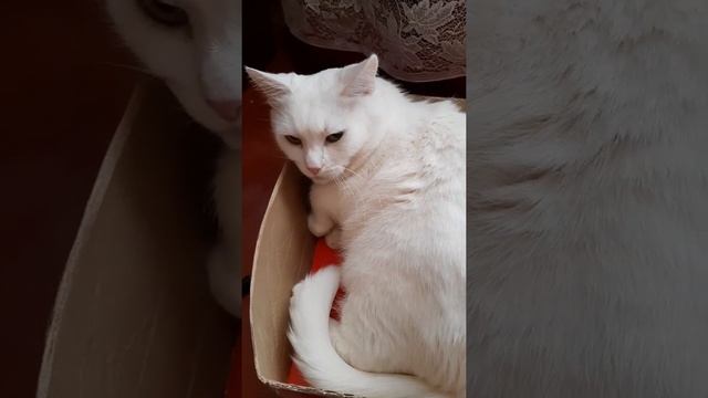 Почему нельзя гладить котов, когда они в коробочке #Shorts смотреть онлайн