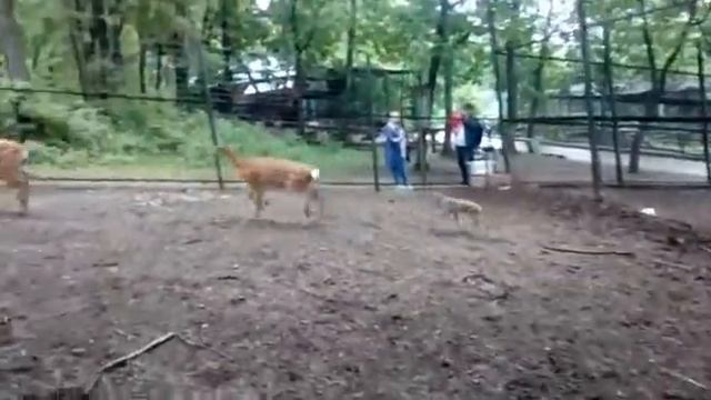 Пятнистый олененок появился в Зоосаде смотреть онлайн