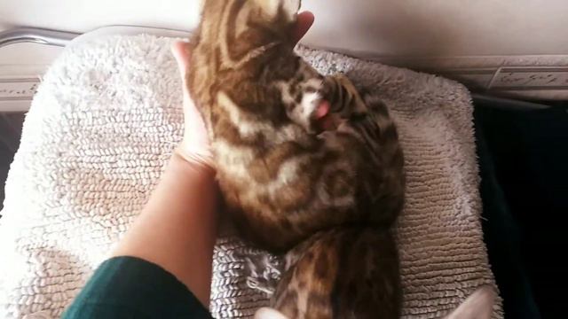 Бенгальские котята очень ласковые