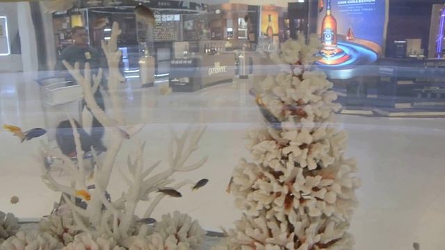 Прозрачный аквариум с белыми коралами в аэропорту Куала Лумпура смотреть онлайн