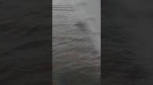 Поезд 127 красноярск адлер (сызранский мост)