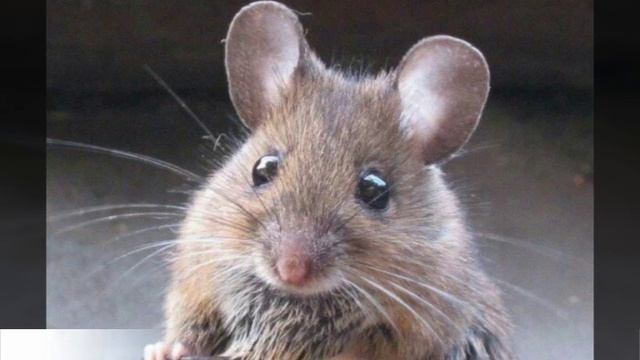 ТОП САМЫХ МИЛЫХ ЖИВОТНЫХ смотреть онлайн