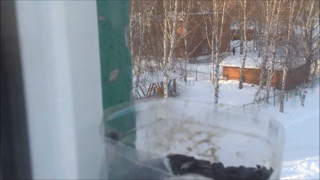 битва за еду снегирь и синичка. смотреть онлайн