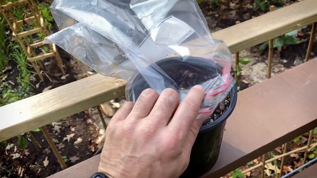 How to grow a TON of Ginger from store-bought Ginger Root! смотреть онлайн