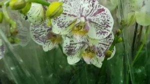 Обзор орхидей ОБИ на Варшавском шоссе 97  04 03 18