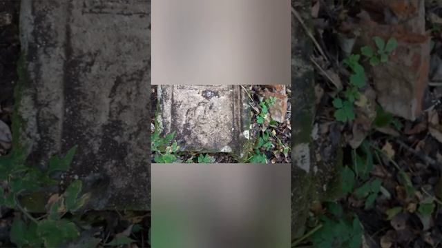 грибы, древние могилы,бобры 2018г смотреть онлайн