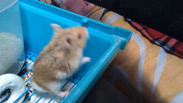 ▶️ vlog 17 - ДЖУНГАРСКИЕ ХОМЯКИ. 🐹 БЕЛИК. 🐹 РЫЖИК. 🐹 ИХ 1-е ПОТОМСТВО. 🔥02.09.2022 смотреть онлайн