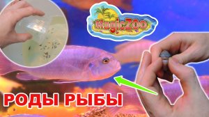 Принимаем роды у рыбы. СПАСАЕМ малька. Отсаживаем рыбок.