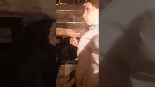 Как узнать возраст #коровы по рогам #сельскоехозяйство #деревенскаяжизнь #домашниеживотные смотреть онлайн