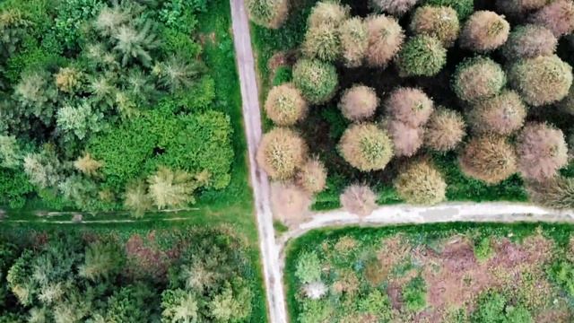 Drone video over Eastleigh Woods, Warminster, Wiltshire смотреть онлайн