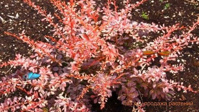 Барбарис тунберга Пинк Этрекшн ? обзор: как сажать, саженцы барбариса Пинк Этрекшн смотреть онлайн