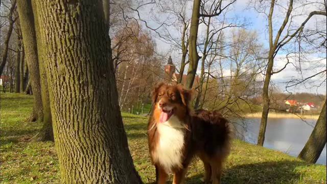 Toto Sipińska Czy polubisz mnie razem z moim psem смотреть онлайн