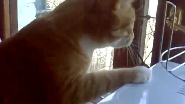 Лающий кот смотреть онлайн