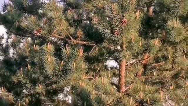 Наедине с природой....mp4 смотреть онлайн