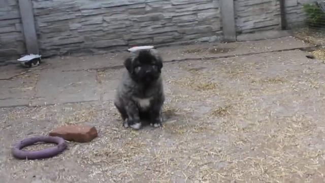 Щенок кавказской овчарки ВИОЛА. смотреть онлайн