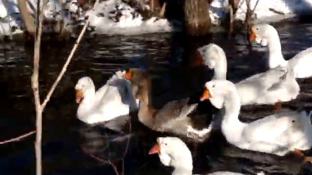 Гуси заигрывают смотреть онлайн