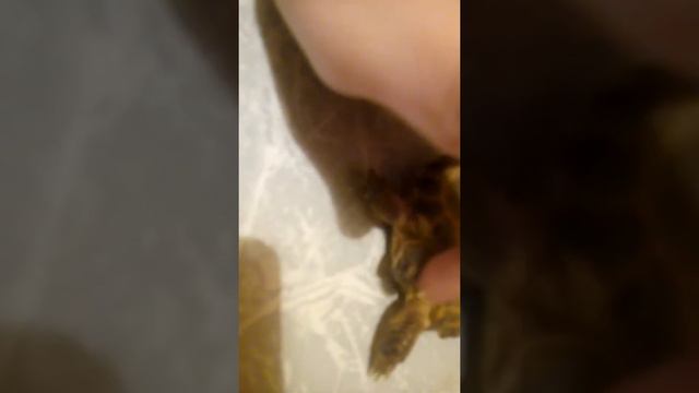 сухопутная черепаха масяня просыпается смотреть онлайн