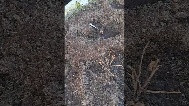 Роза Кордана в открытом грунте после первой зимовки. смотреть онлайн