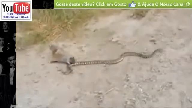 Mangusto vs Cobra Rei - FULL HD смотреть онлайн
