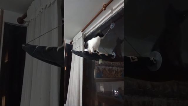 Не пили сук на котором сидишь) смотреть онлайн