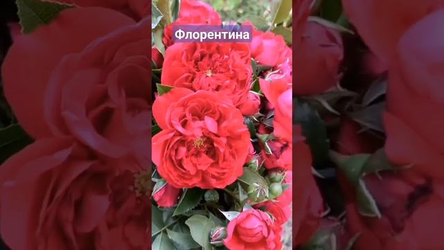 роза Флорентина. смотреть онлайн