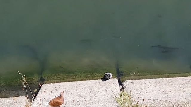 Рыбы спокойно плавают в речке в Ницце и никто их не ловит смотреть онлайн