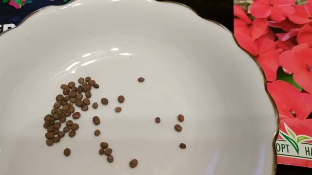 Шикарный БАЛЬЗАМИН!!!Правила посева семян бальзамина. смотреть онлайн