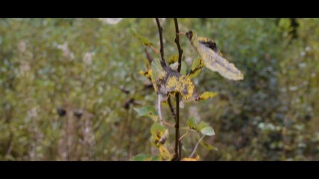 Nikon D3300 (AF-P 18-55mm kit) Video test смотреть онлайн