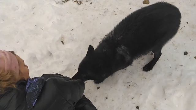 ПУТЕШЕСТВИЕ В СКАЗКУ.ПОЦЕЛУЙ ВОЛКА.ГОРКА.СЕНО ВМЕСТО БАТУТА смотреть онлайн