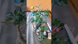 Рога на адениумах