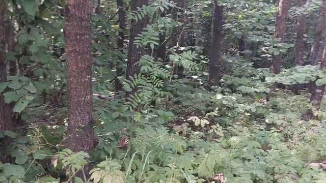 В лесу Старые Батеки по грибы. смотреть онлайн