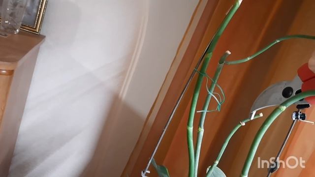 Делаю так.. Цветоносы отовсюду!!! смотреть онлайн