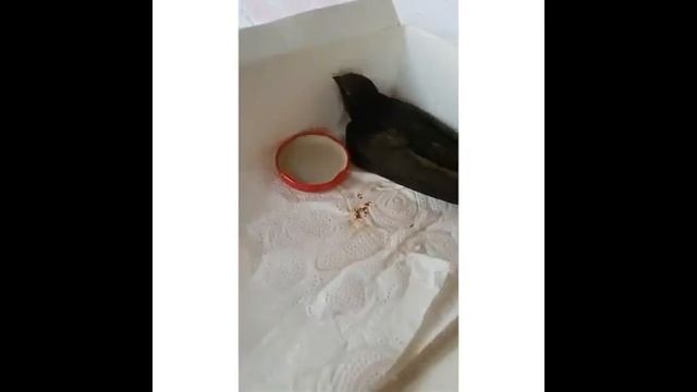 Спасали ласточку смотреть онлайн