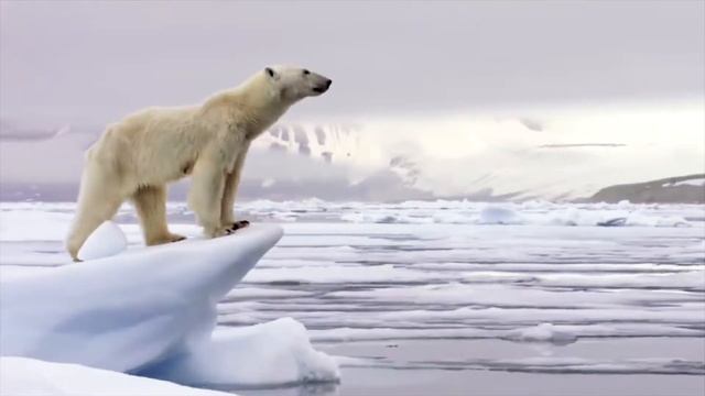 БЕЛЫЙ МЕДВЕДЬ - Полярный Белый Медведь в Дикой Природе смотреть онлайн