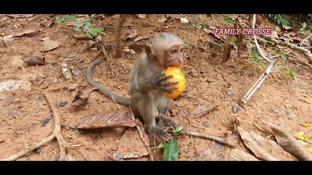 MG! Pity Poor Skinny Baby Jinx Hard Try Find Food By Self, Jinx Much Hungry, Jade Never Care Jinx