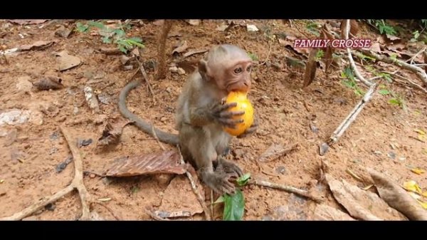 MG! Pity poor skinny baby Jinx hard try find food by self, Jinx much hungry, Jade never care Jinx