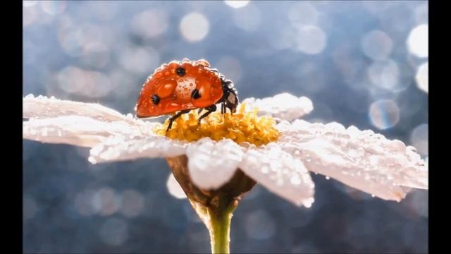 С ДНЕМ РОЖДЕНИЯ, ВЛАДИМИР!#ВИДЕО#ПОДАРОК# смотреть онлайн
