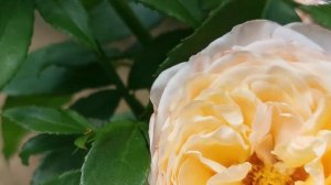 YouBeeRose * Domaine de Chantilly *